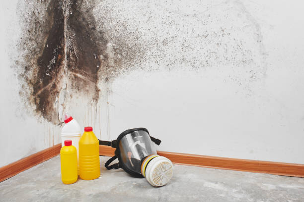 Best Mold Testing and Removal  in Liberty, IN