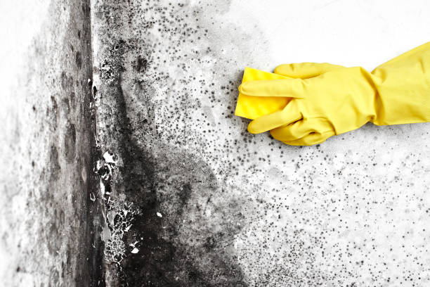 Best Toxic Mold Removal  in Liberty, IN