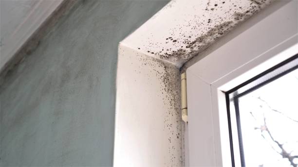 Best Affordable Mold Removal  in Liberty, IN