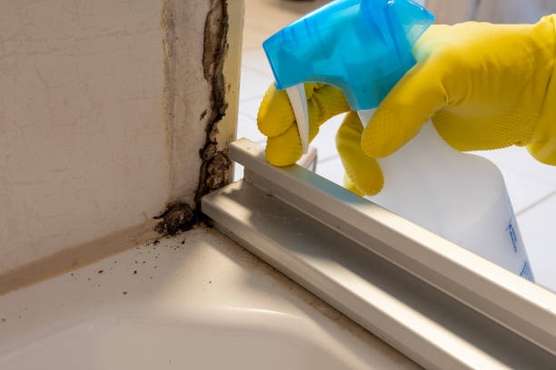 Best Mold Damage Repair  in Liberty, IN