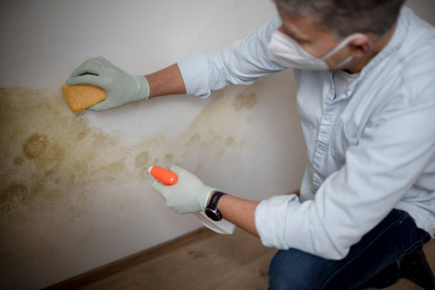 Best Local Mold Removal Service  in Liberty, IN