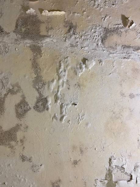 Best Local Mold Removal Service  in Liberty, IN