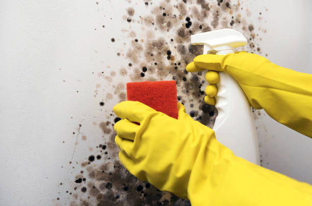 Best Water Damage Restoration  in Liberty, IN