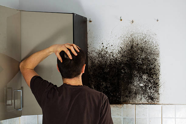 Best Mold Removal Near Me  in Liberty, IN