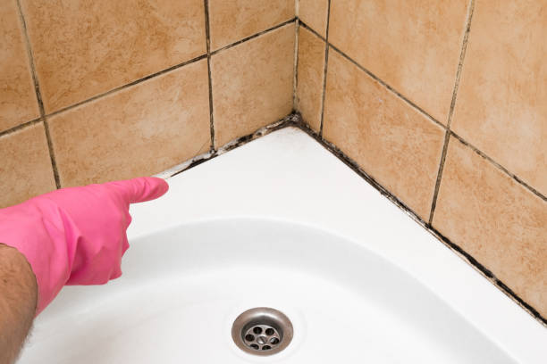 Best Same-Day Mold Removal  in Liberty, IN